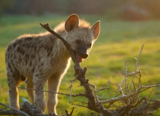 5 Day Live Wild And Conserve: A Greater Kruger Safari Adventure